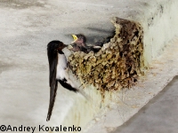 ����������� ��������